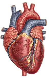 Heart-Image1.jpeg